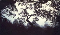 Oak in Fog
